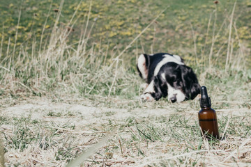 chien heureux dans l'herbe avec flacon d'huile de cbd pour chien
